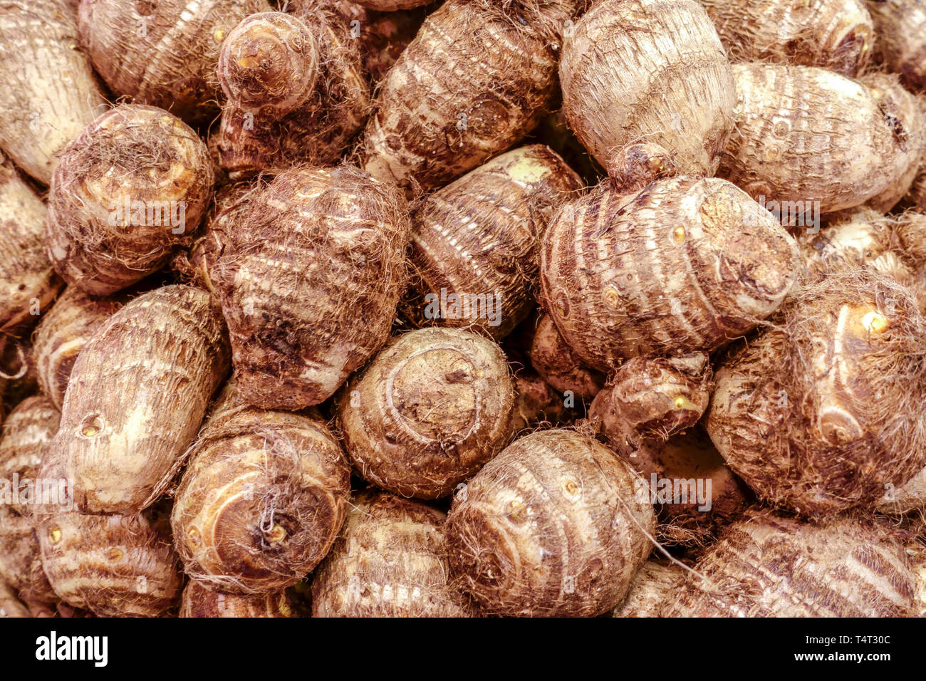 Eddo root or malanga roots, root vegetable market, Spain Stock Photo