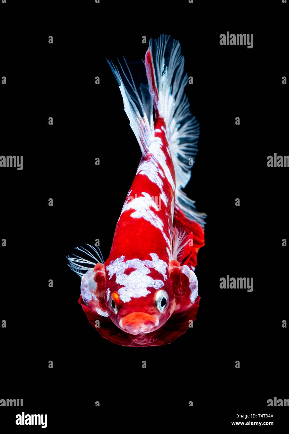 betta fish koi