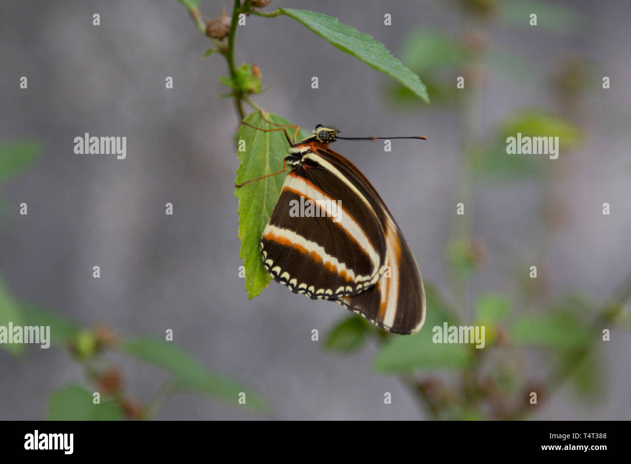 Banded orange heliconian butterfly (Dryadula phaetusa) perches on plant ...