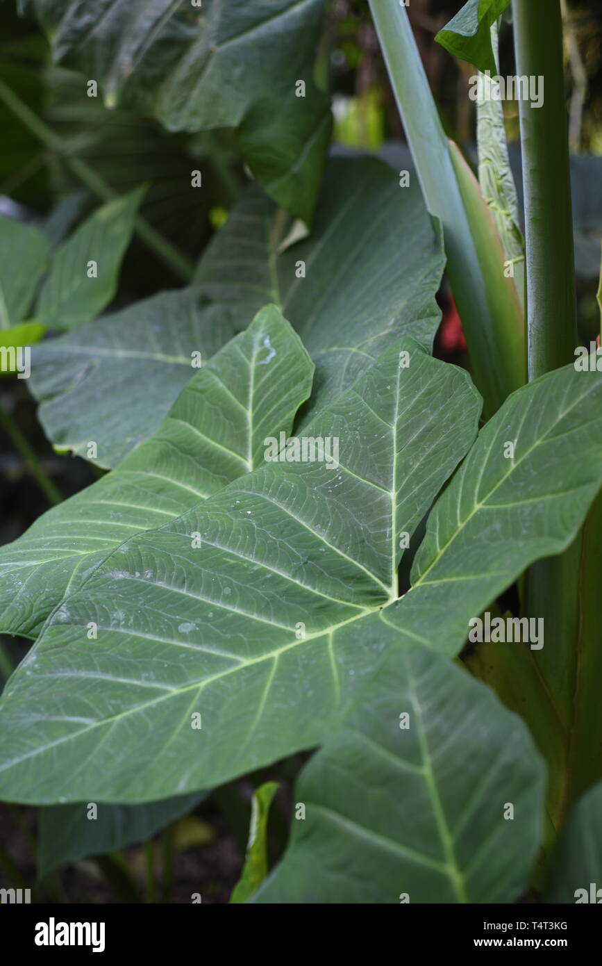 Giant taro - alocasia macrorrhizos is a species of flowering plant in the arum family that it is native to rainforests from Borneo to Queensland and h Stock Photo