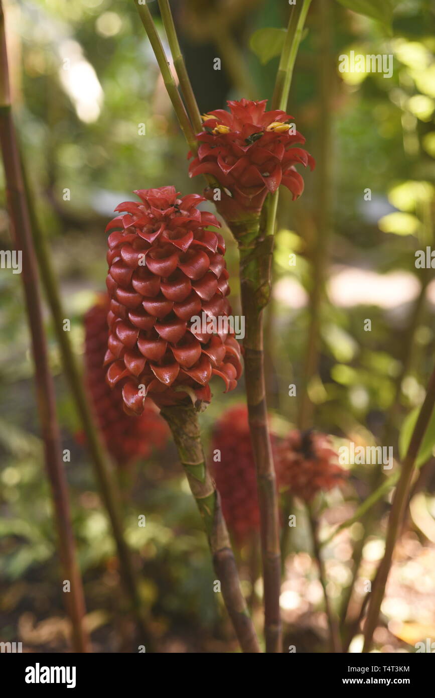 Pinapple ginger flower - Tapeinochilos ananassae Costaceae. Sometime known as the Indonesian Wax Ginger plant. Also known as Red Wax Ginger, Pineapple Stock Photo