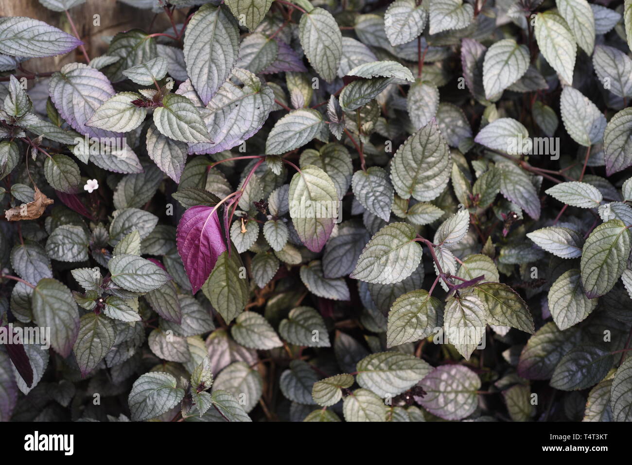 Red ivy - hemigraphis alternata Acanthaceae. Hemigraphis alternata (red ivy, red-flame ivy, or waffle plant) is a member of the Acanthaceae family nat Stock Photo