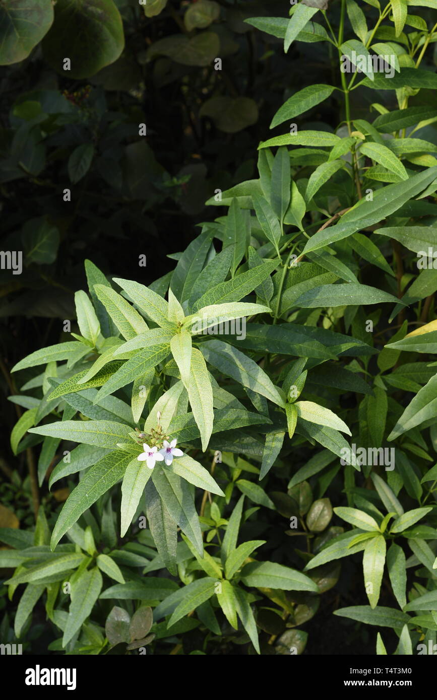 Speckled eranthemum - Pseuderanthemum reticulatum acanthaceae. Common names Yellow-Vein Eranthemum and Golden Pseuderanthemum, is a species of evergre Stock Photo