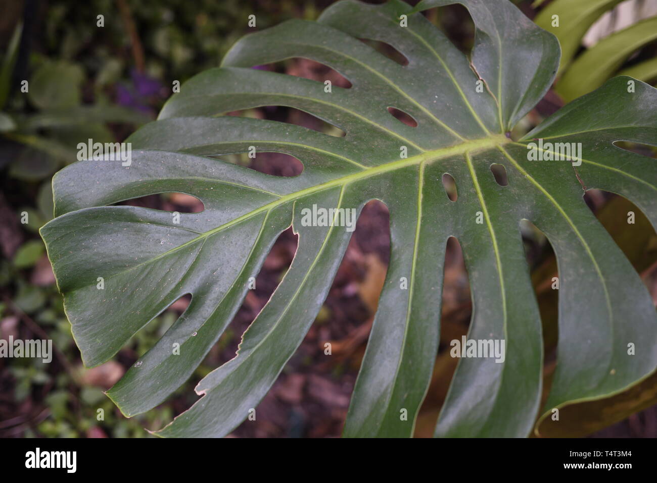 philodendron birkin kaufen Variegated Philodendron 'Birkin' : Tropical Live Plant - Great for  Beginners - (6” Pot) – Unlimited Variegation - Easy Plant Care main image 1