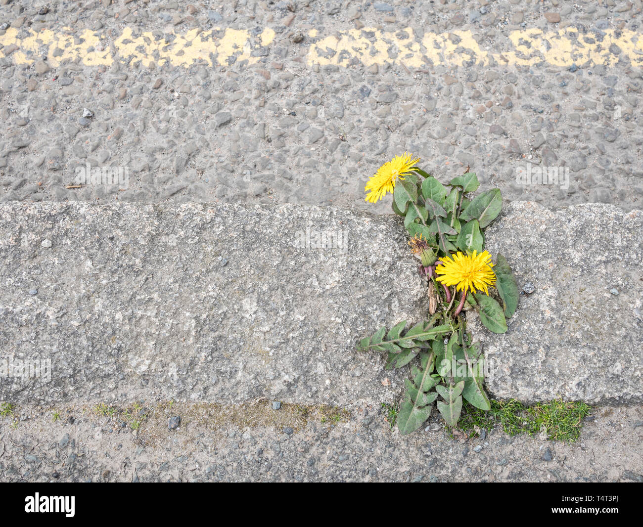 Solitary Dandelion / Taraxacum officinale plant in Springtime sunshine, growing beside a tarmac road with yellow parking restrictions line. Stock Photo
