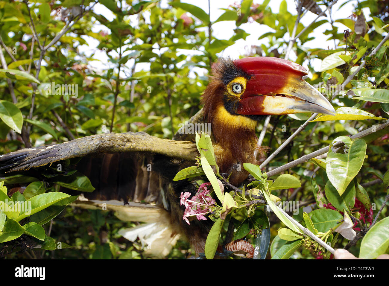 Rufous Hornbill (Buceros hydrocorax rufous), sitting on a branch of a tree, Bohol island, Visayas, Philippines Stock Photo