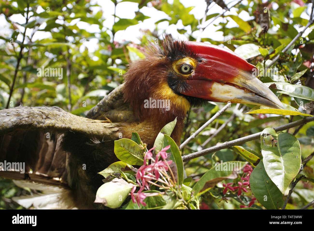 Rufous Hornbill (Buceros hydrocorax rufous), sitting on a branch of a tree, Bohol island, Visayas, Philippines Stock Photo