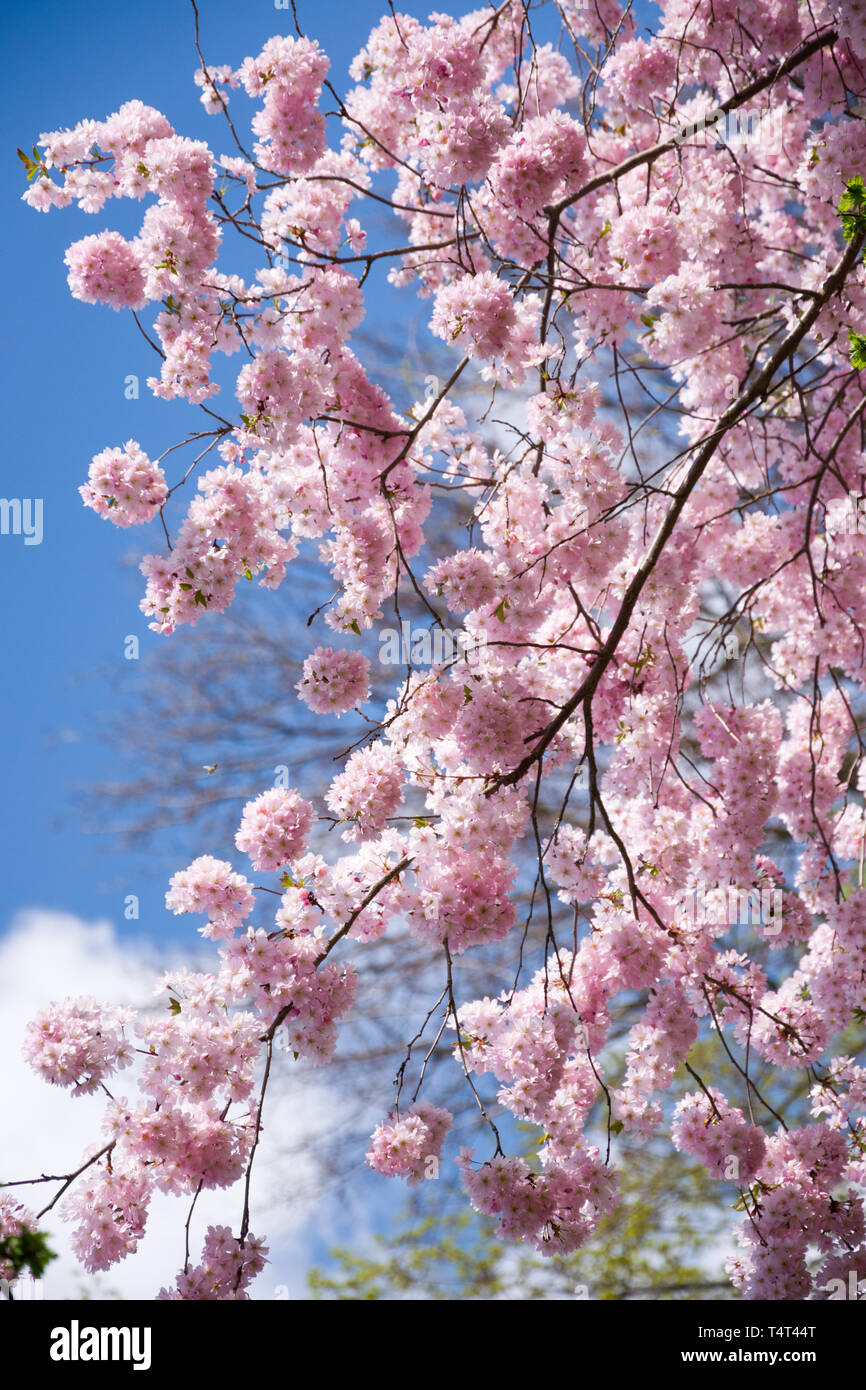 Sakura, pink cherry blossom in spring Stock Photo - Alamy