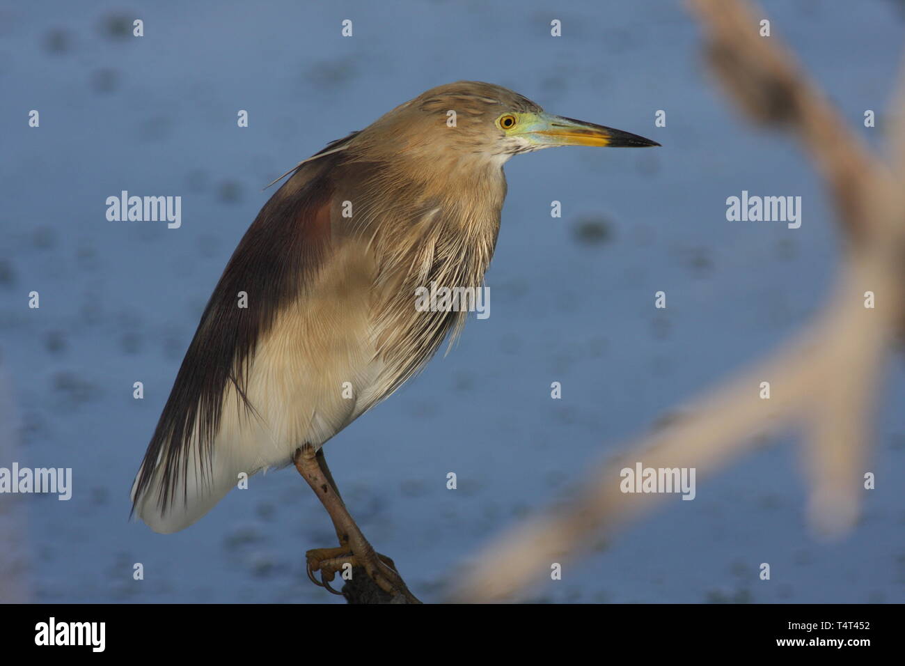 An Indian pond heron in winter, Keoladeo National Park, Rajasthan Stock Photo