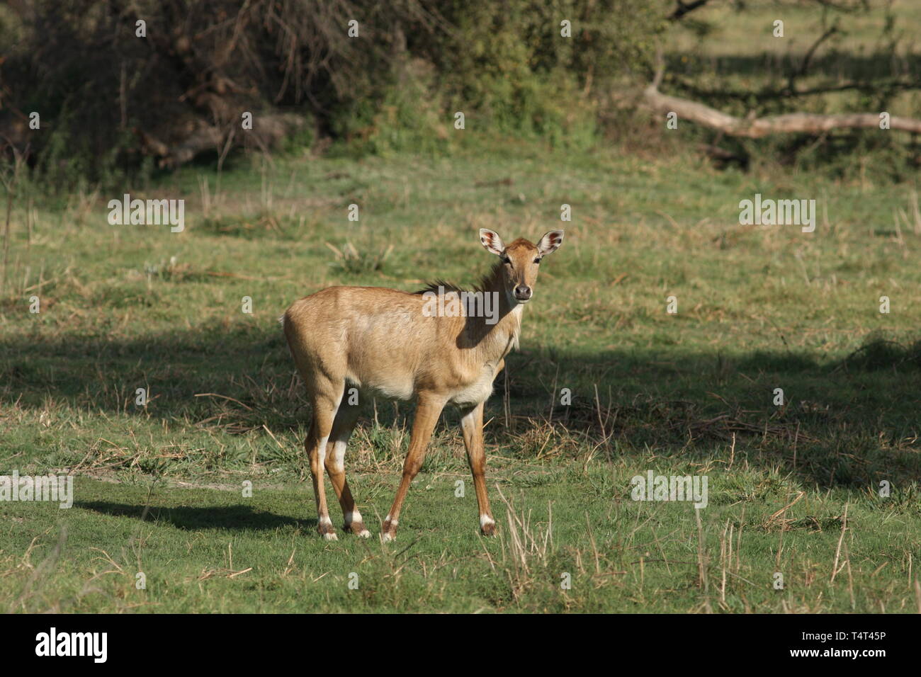 Female nilgai or bluebull in Keoladeo National Park, Rajasthan Stock Photo