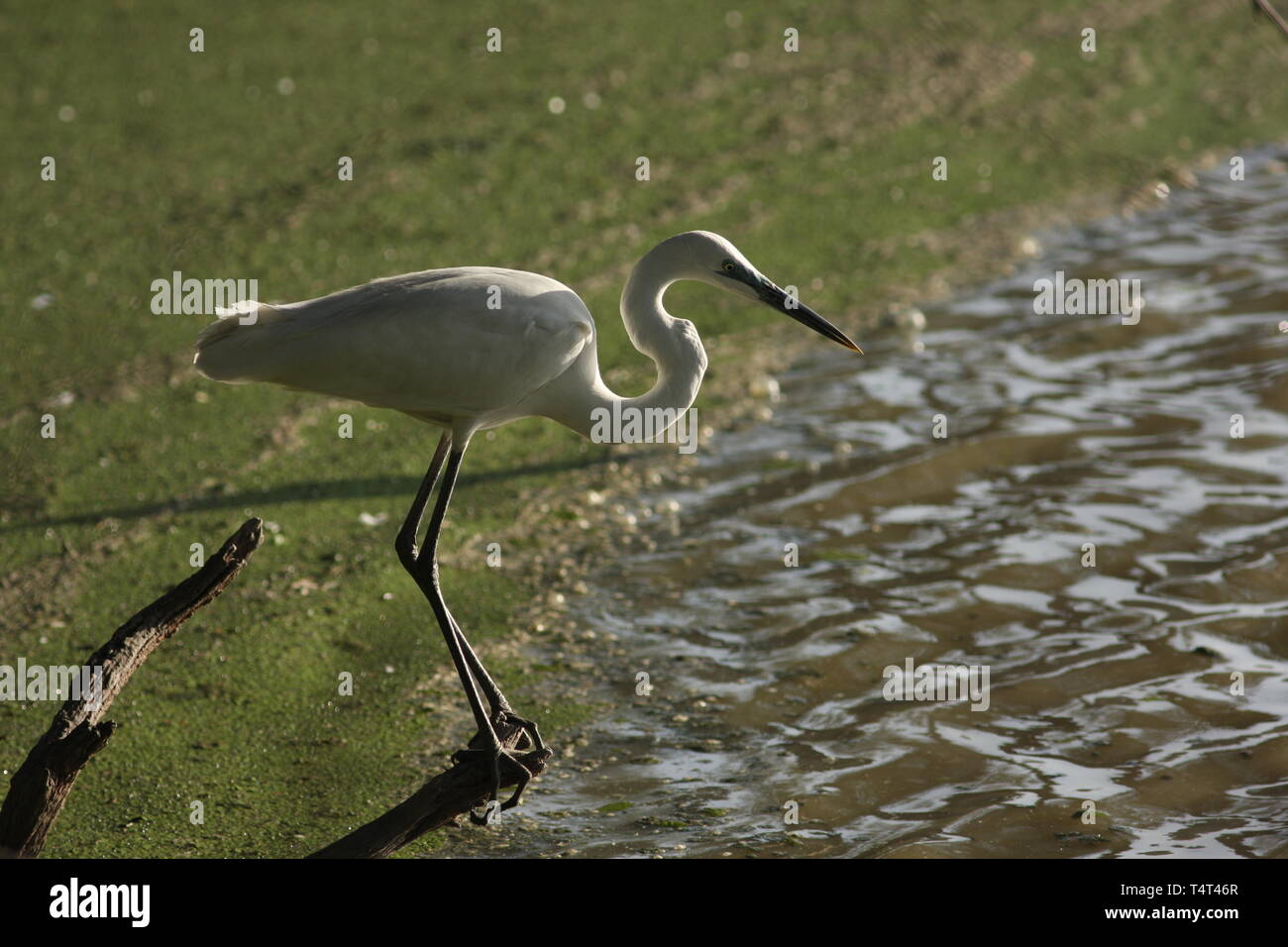 An egret in Keoladeo National Park, Rajasthan Stock Photo