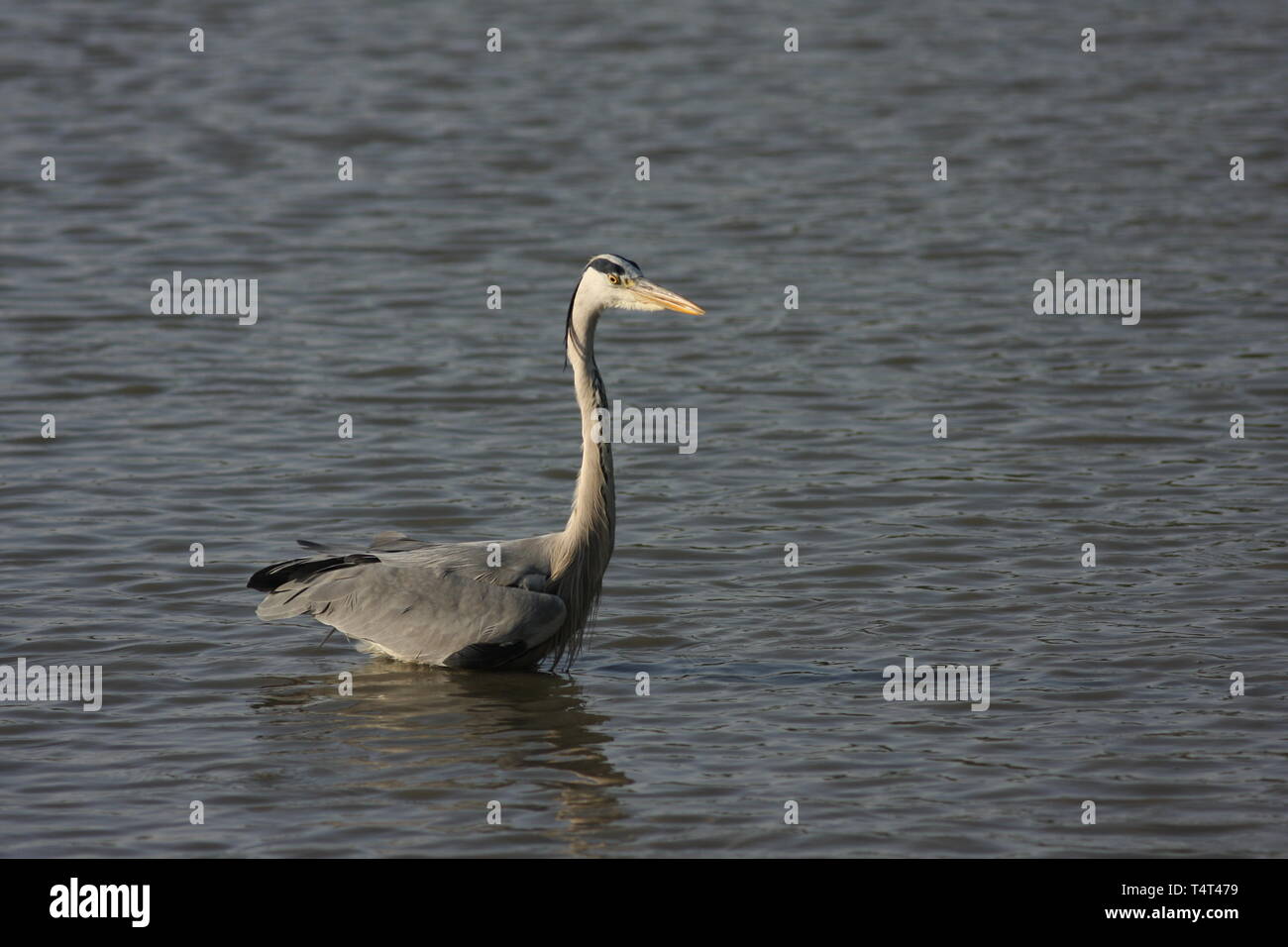 Grey heron feeding in water, Keoladeo National Park, Rajasthan Stock Photo