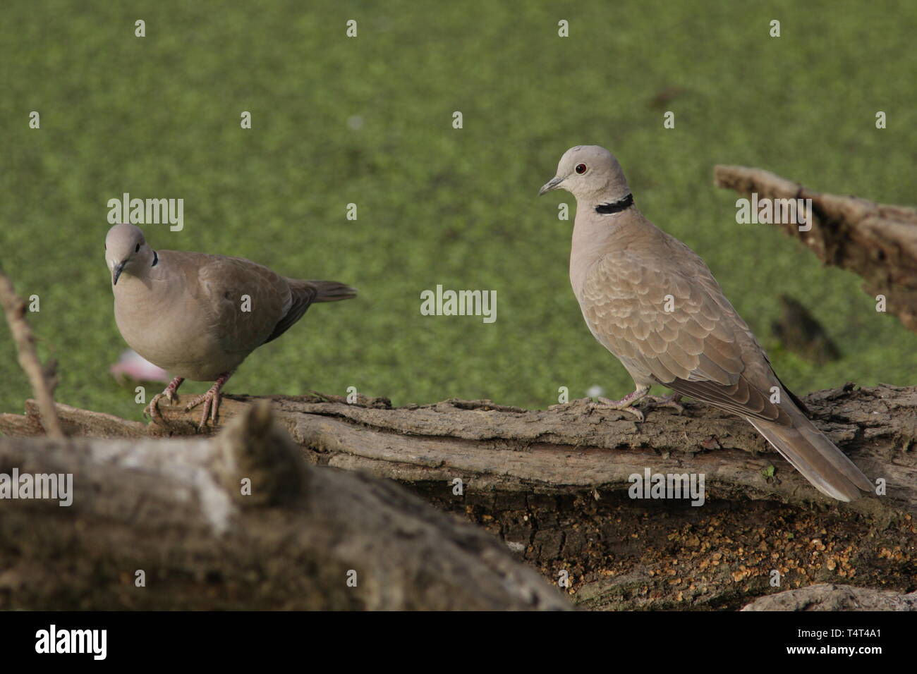 Eurasian collared dove pair, Keoladeo National Park, Rajasthan Stock Photo