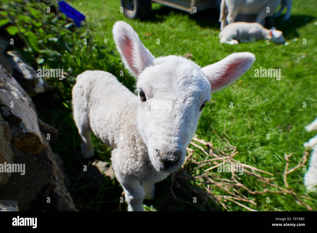 Lambs during the Spring lambing season on the hebridean Isle of Canna Stock Photo
