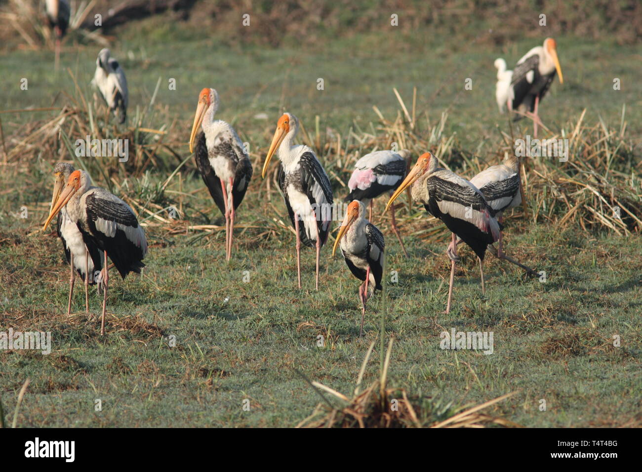 Painted storks resting in the winter sun, Keoladeo National Park, Rajasthan Stock Photo