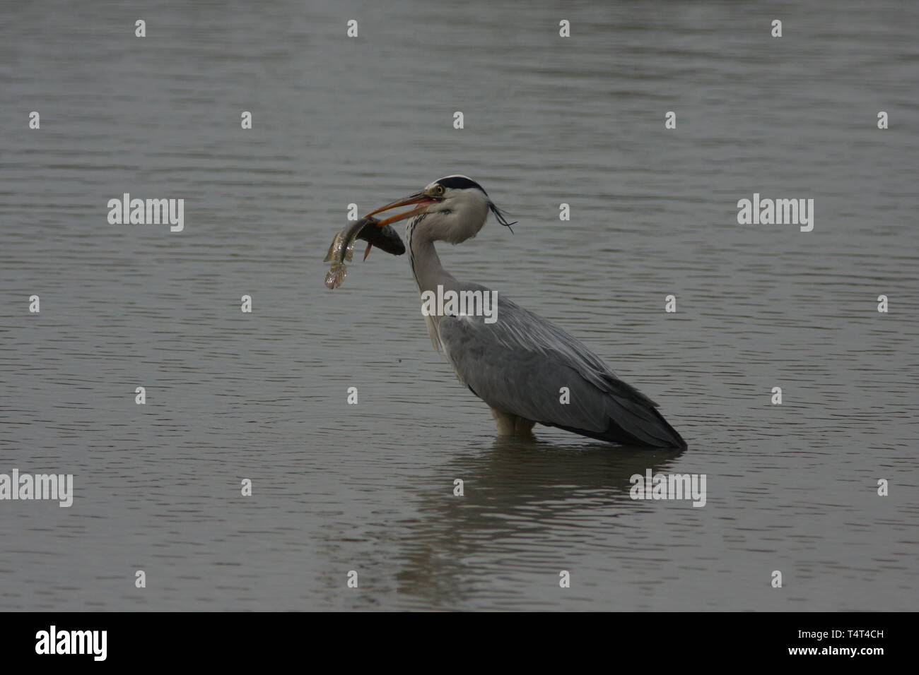 Grey heron with a fish catch, Keoladeo National Park, Rajasthan Stock Photo