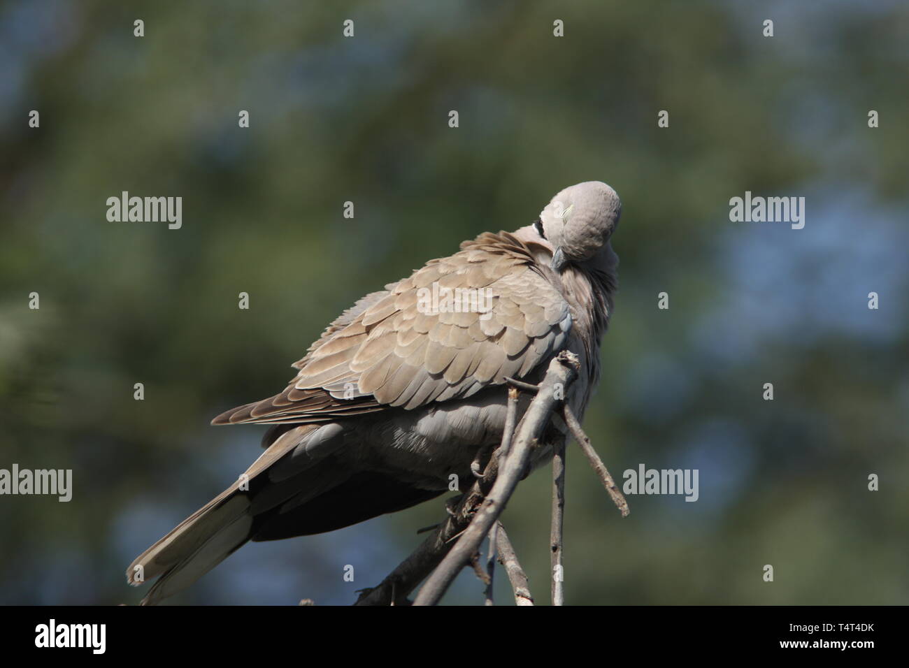 Eurasian collared dove preening, Keoladeo National Park, Rajasthan Stock Photo