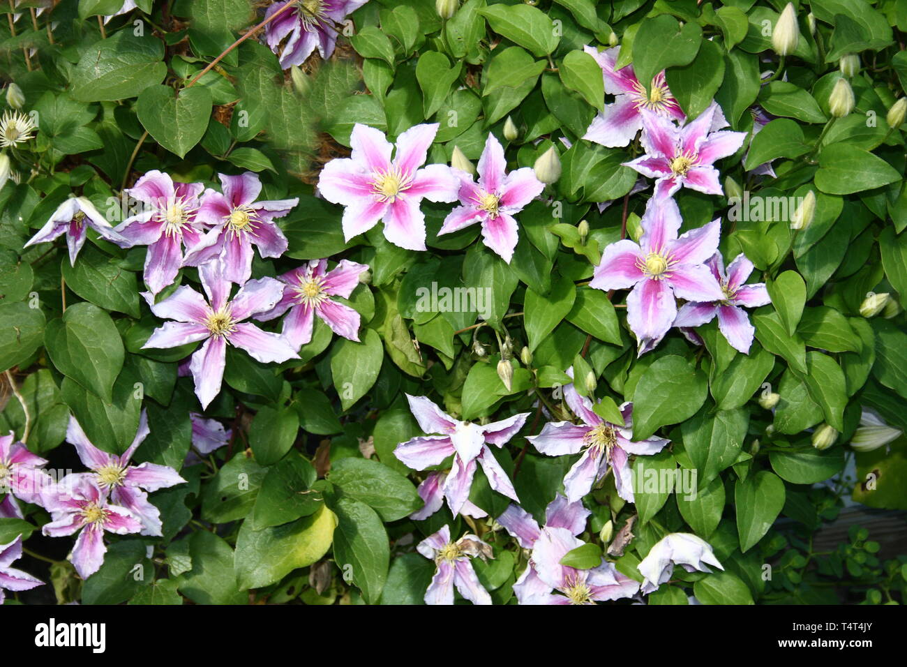 Closeup of a pink flowering clematis (Clematis Stock Photo Alamy