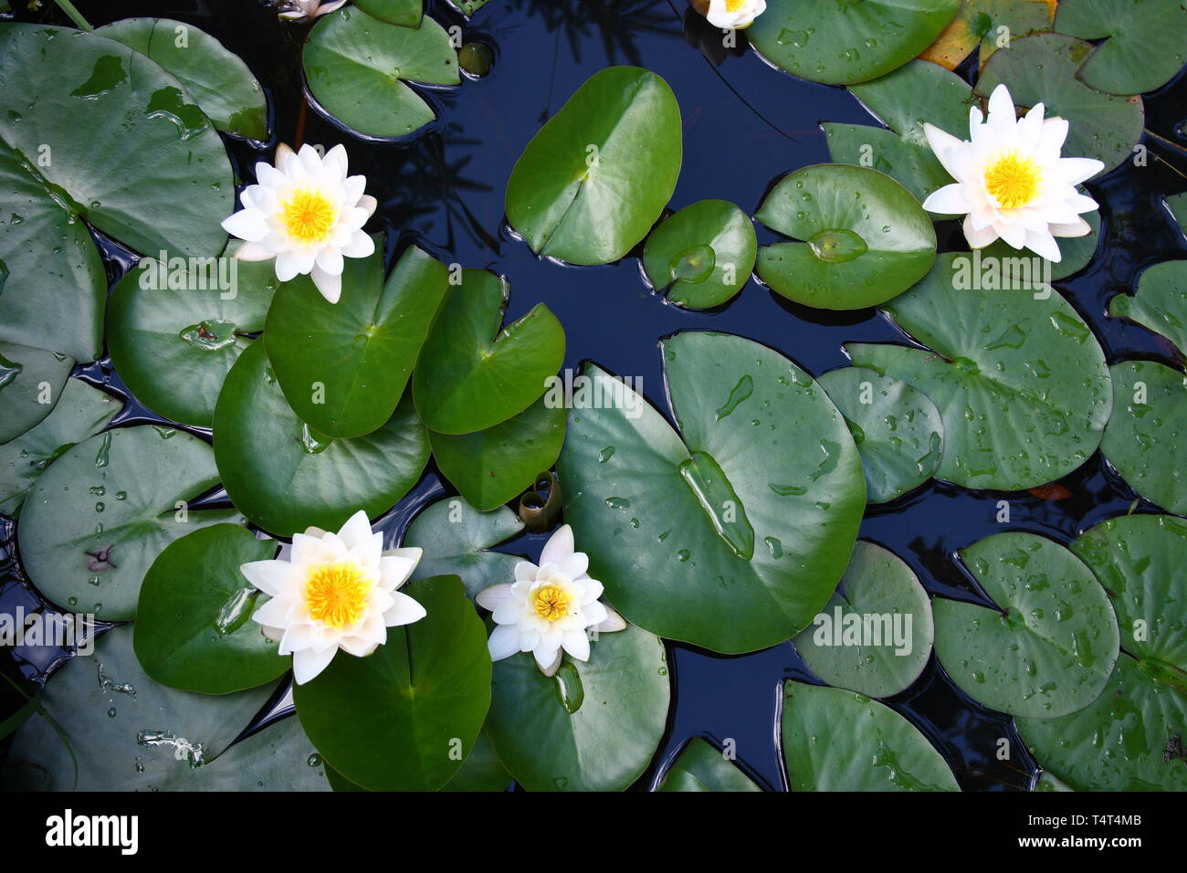 Several flowers of a white water lily (Nymphaea alba) Stock Photo