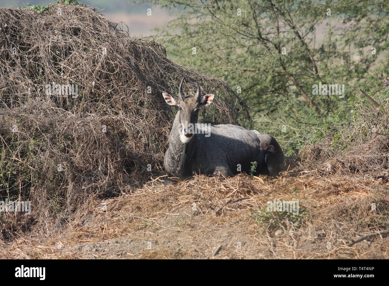 Male bluebull or Nilgai resting, Keoladeo National Park, Rajasthan Stock Photo