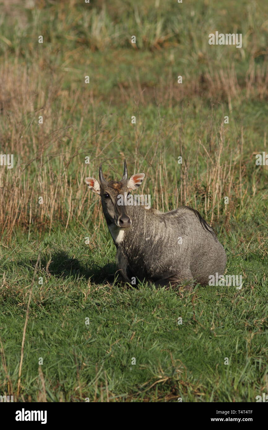 Male bluebull or Nilgai resting, Keoladeo National Park, Rajasthan Stock Photo