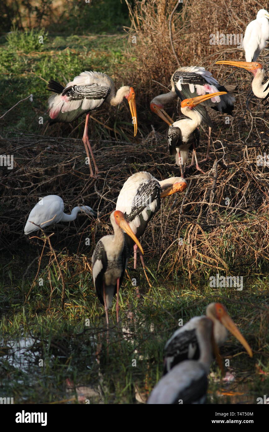 Painted storks and egret feeding in Keoladeo National Park, Rajasthan Stock Photo