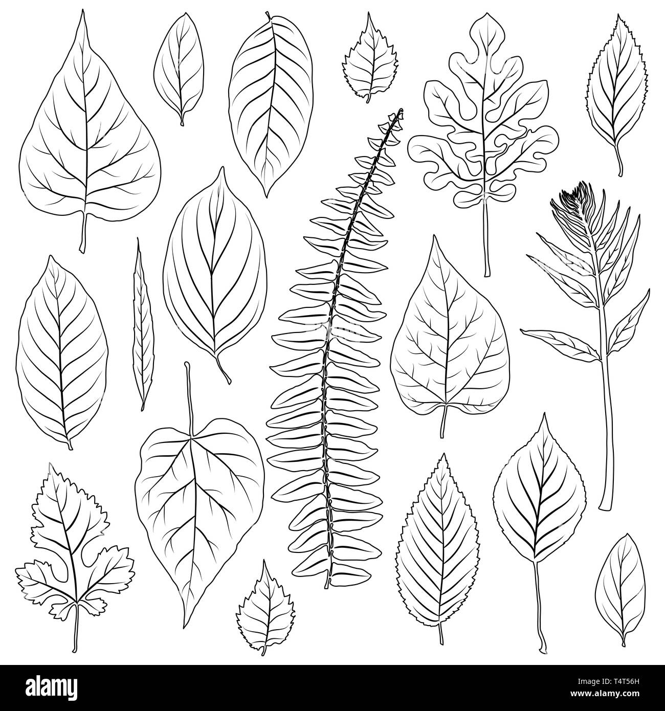 Vector leaves silhouette set isolated on white background Stock Vector ...