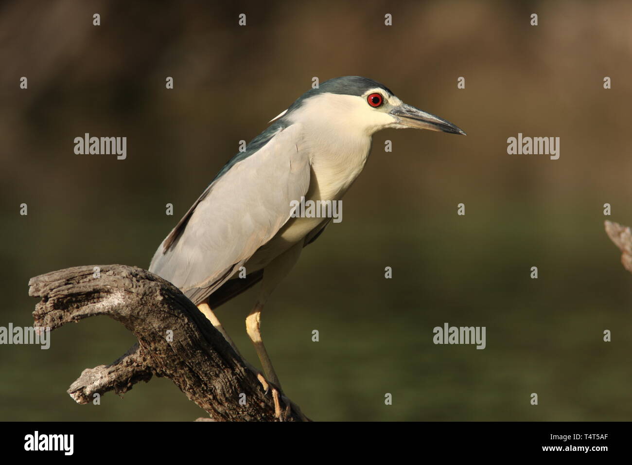 Night heron or black-crowned heron in Keoladeo National Park, Rajasthan Stock Photo