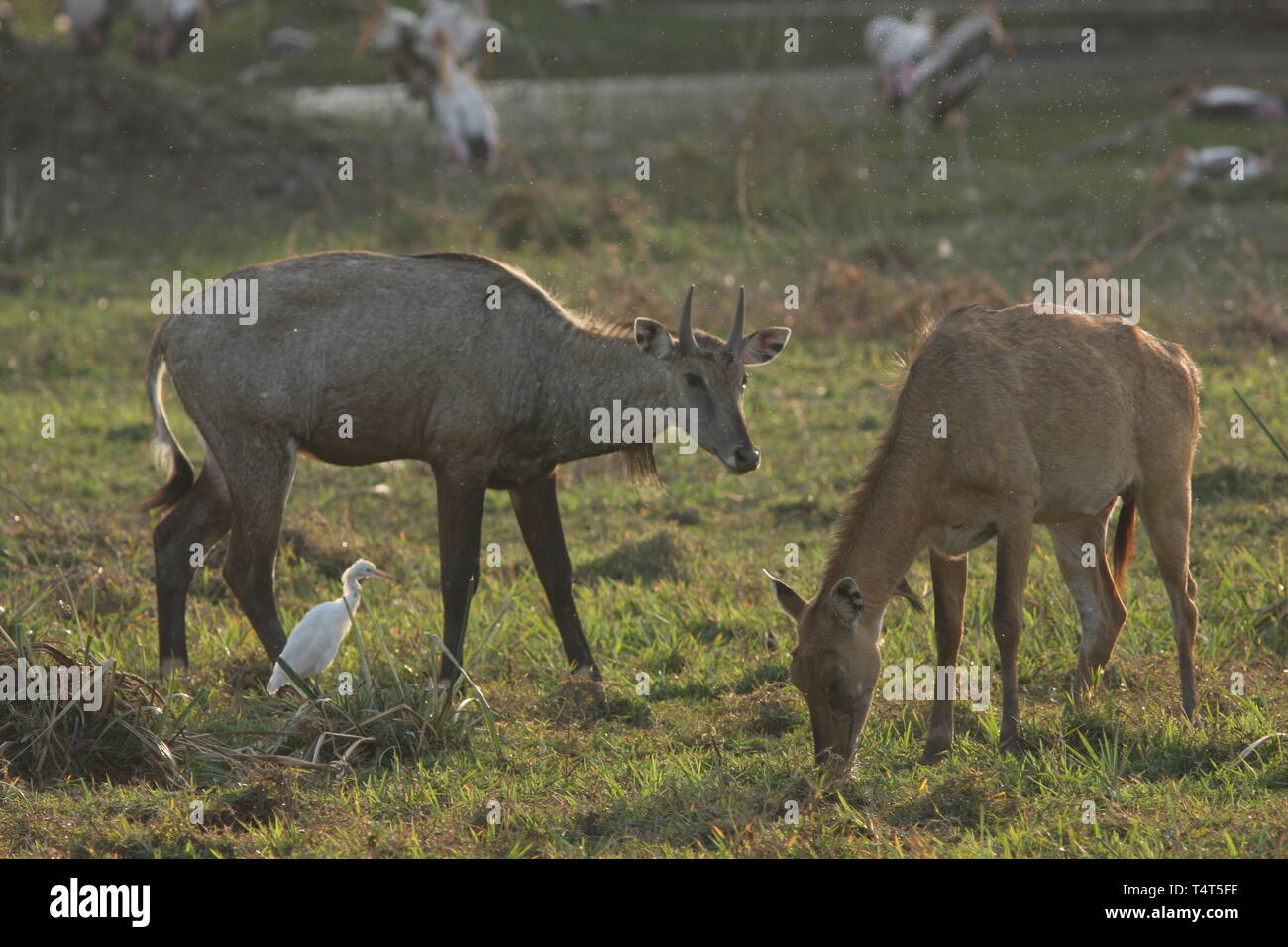 Nilgai or bluebull, male and female, Keoladeo National Park, Rajasthan Stock Photo