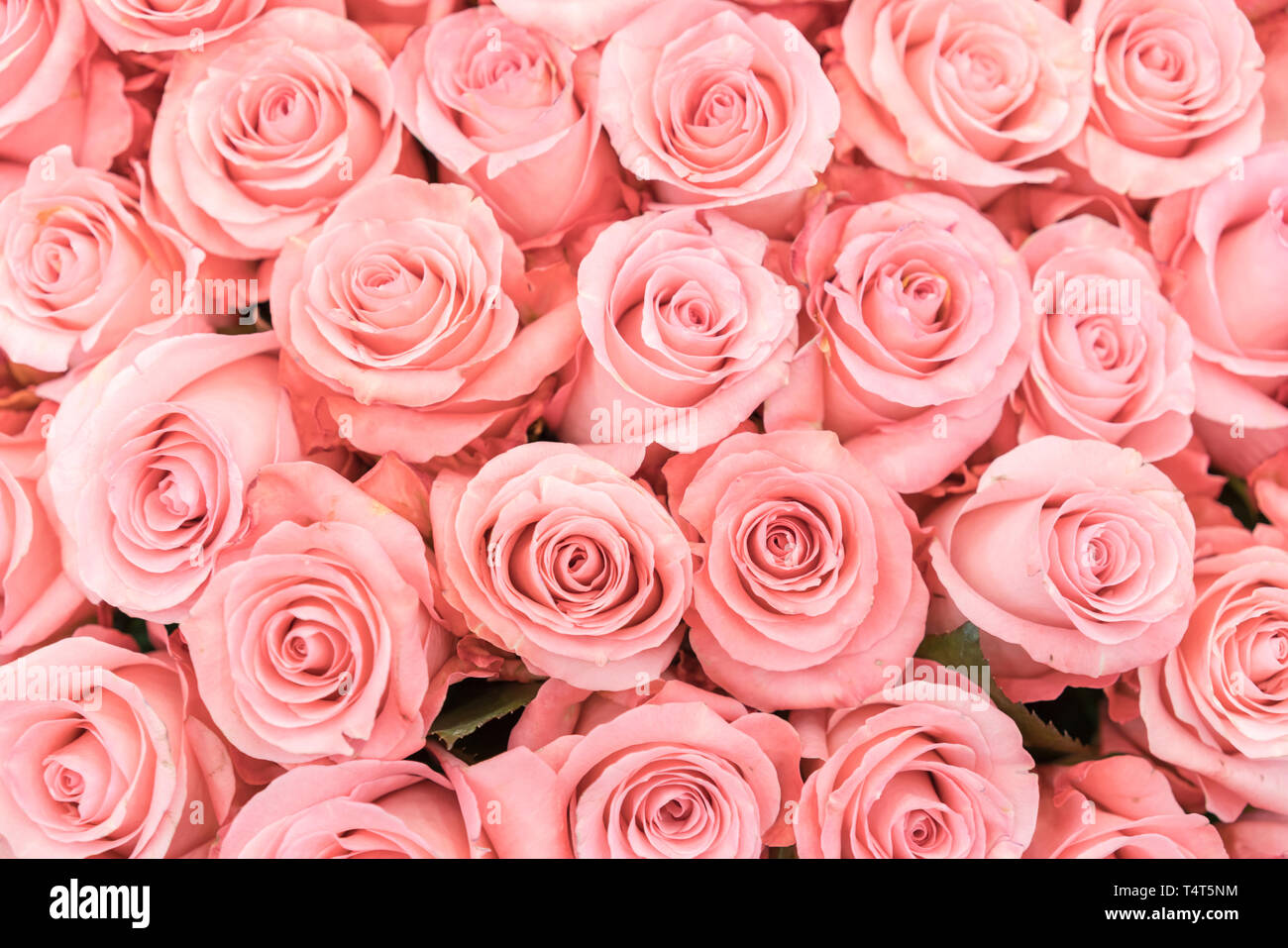 Một nền hoa hồng cam và đào đầy màu sắc, tươi mới và rực rỡ trên khung ảnh này. Không gì tuyệt vời hơn khi ngắm nhìn những bông hoa tươi trên nền đầy mầu sắc này, đặc biệt là hoa hồng. Hãy để tâm trí được thư giãn với cảnh đẹp này, và ngạc nhiên với sự hoàn hảo của thiên nhiên.