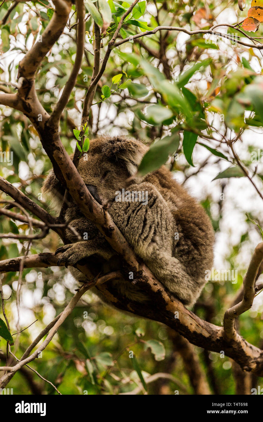 Sleeping koala sitting comfortably high above in a gumtree. Stock Photo