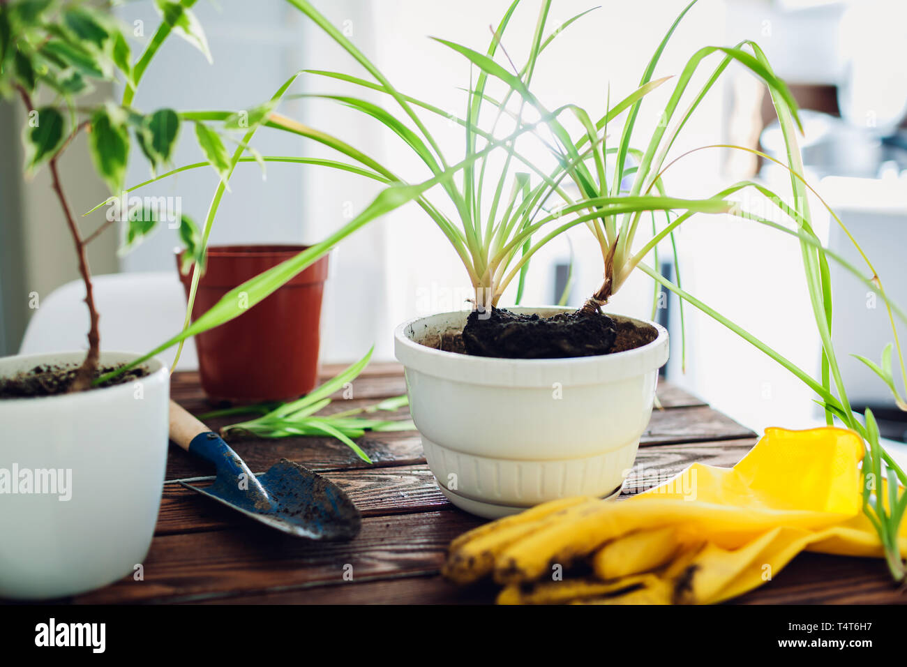 Transplanting plant into another pot on kitchen. Taking care of home