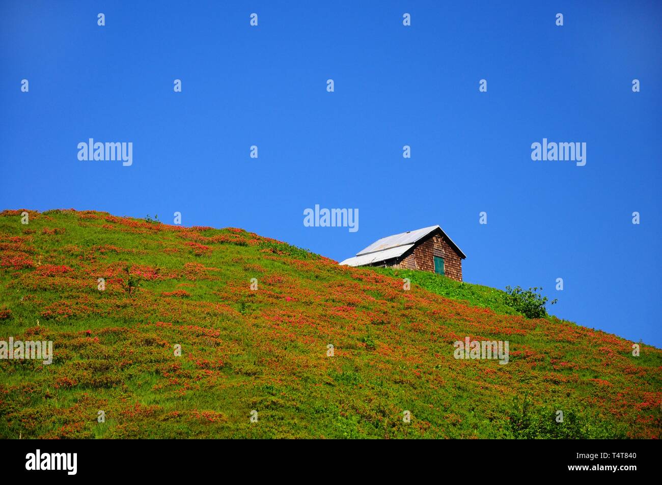 Rhododendron hirsutum on the Kanzelwand in Kleinwalsertal, Allgaeu, Vorarlberg, Schwaben, Bayern, Germany, Austria, Europe Stock Photo