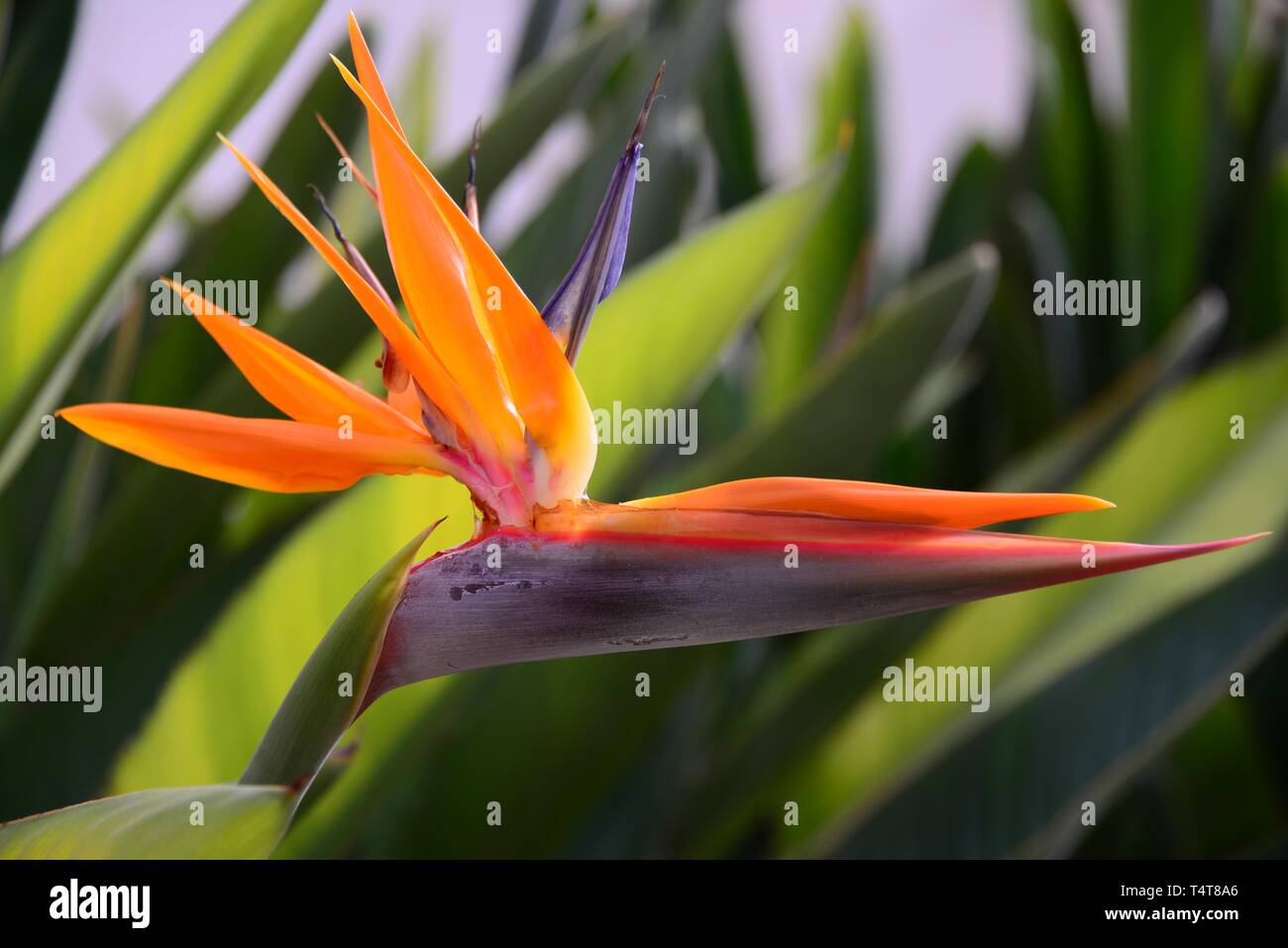 Bird of paradise flower (Strelitzia), Costa Blanca, Spain, Europe Stock  Photo - Alamy