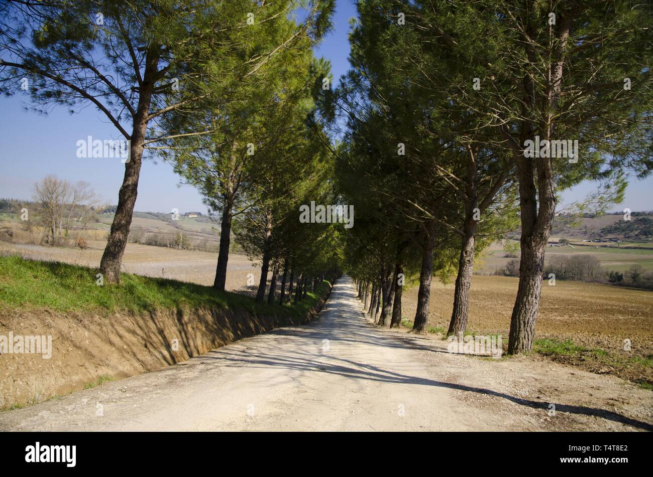 Tree allee hi-res stock photography and images - Alamy