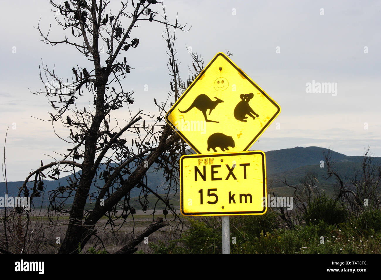 Australian animal road sign: kangaroo, koala bear and wombat Stock Photo