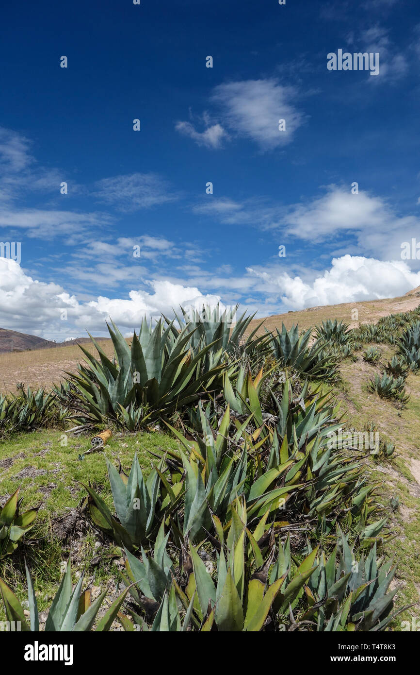 Aloe vera plants in the mountain range near Cusco, Peru, blue sky, sunny day Stock Photo