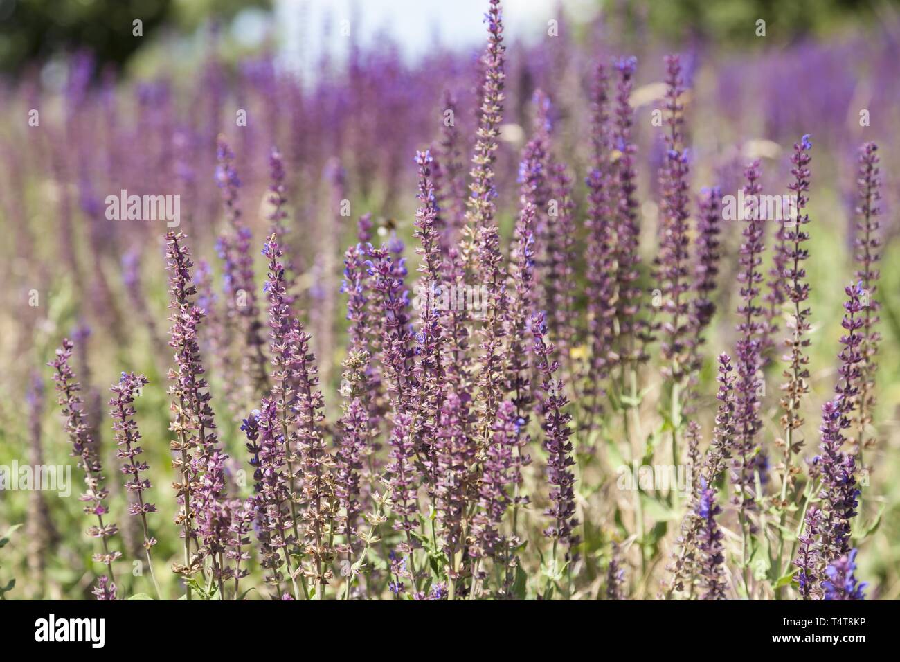 Lavender flower lavandula angustifolia hi-res stock photography and images  - Page 7 - Alamy