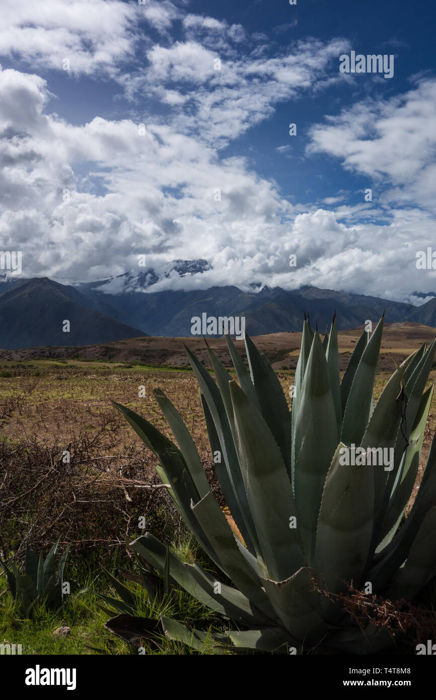 Aloe vera plant in the mountain range near Cusco, Peru, blue sky with lots of white clouds, sunny day Stock Photo