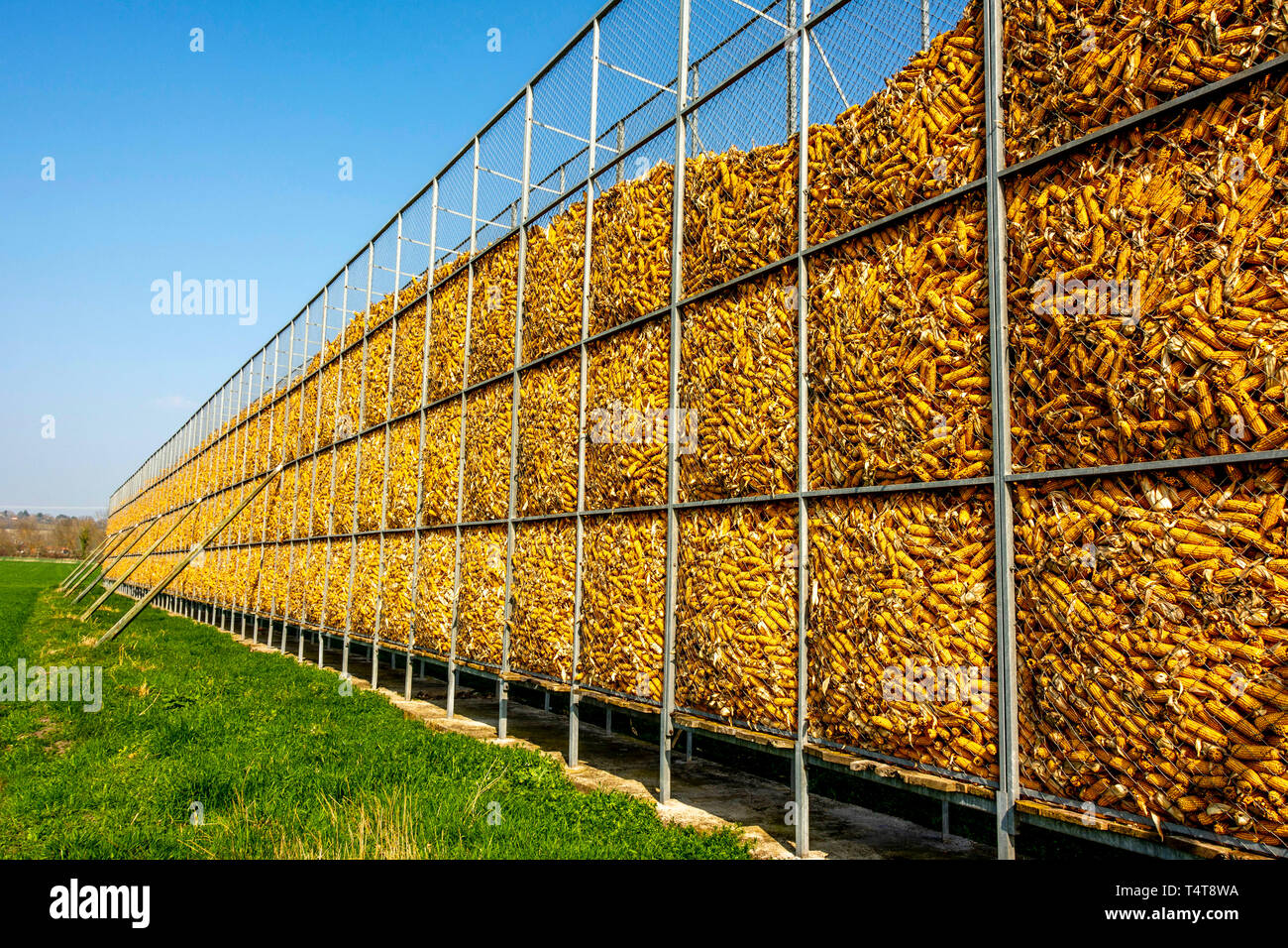 Storage of corncobs in a field in the countryside Stock Photo