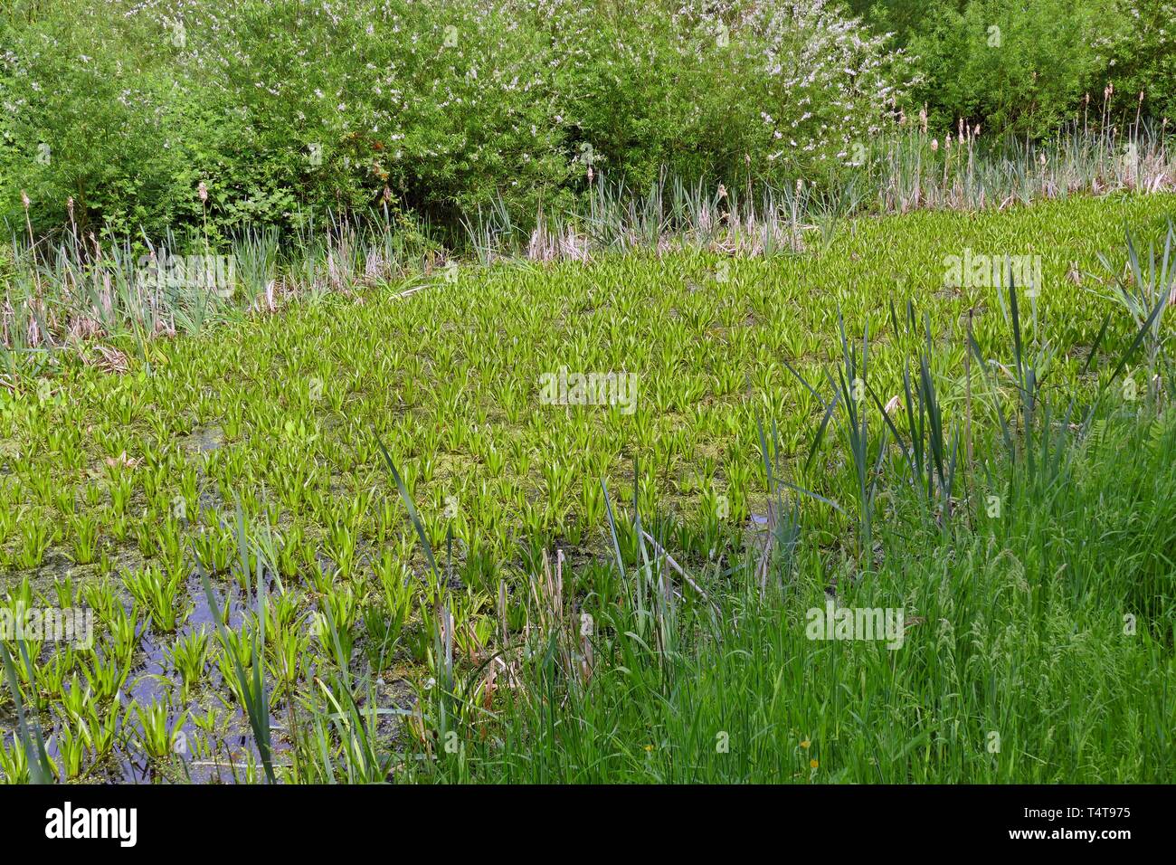 Krebsscherenteich, pond, nature reserve Werderland, Bremen Lesum, Germany, Europe Stock Photo