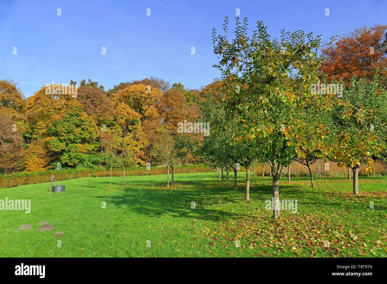 Fruit orchard in WÃ¤tjens Park, Bremen Blumenthal, Germany, Europe Stock Photo
