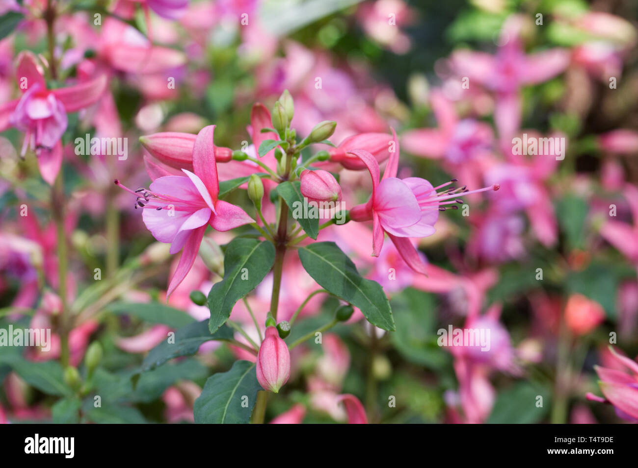Flower fantasia hi-res stock photography and images - Alamy