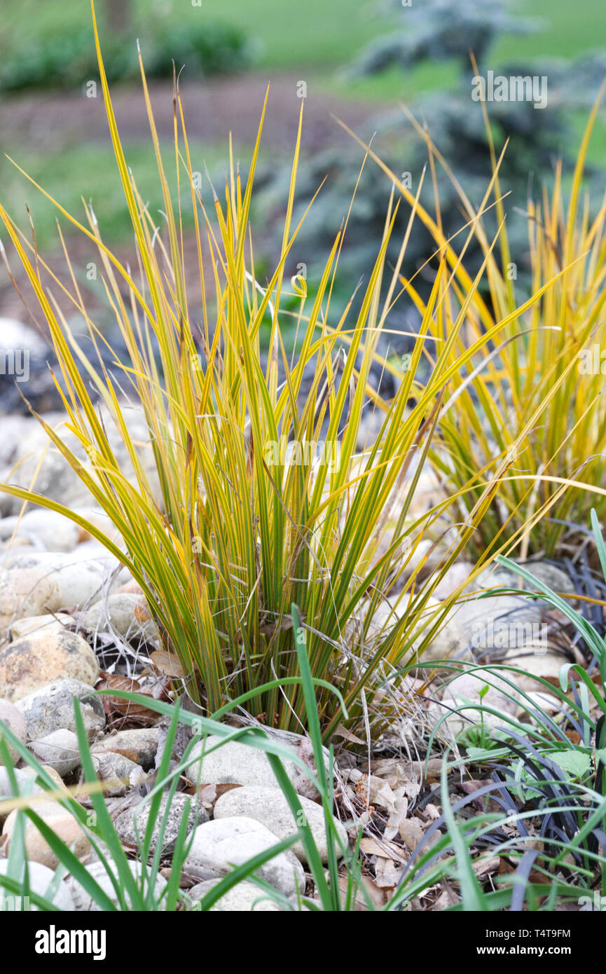 Libertia ixioides 'Goldfinger' leaves in Spring. Stock Photo