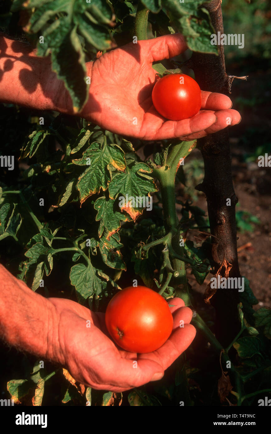 Gardener holding tomatoes in his hands Stock Photo - Alamy