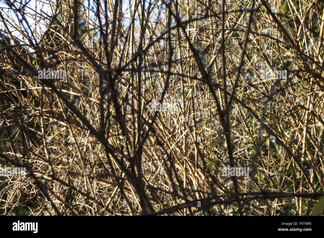 Brushwood hires stock photography and images Alamy