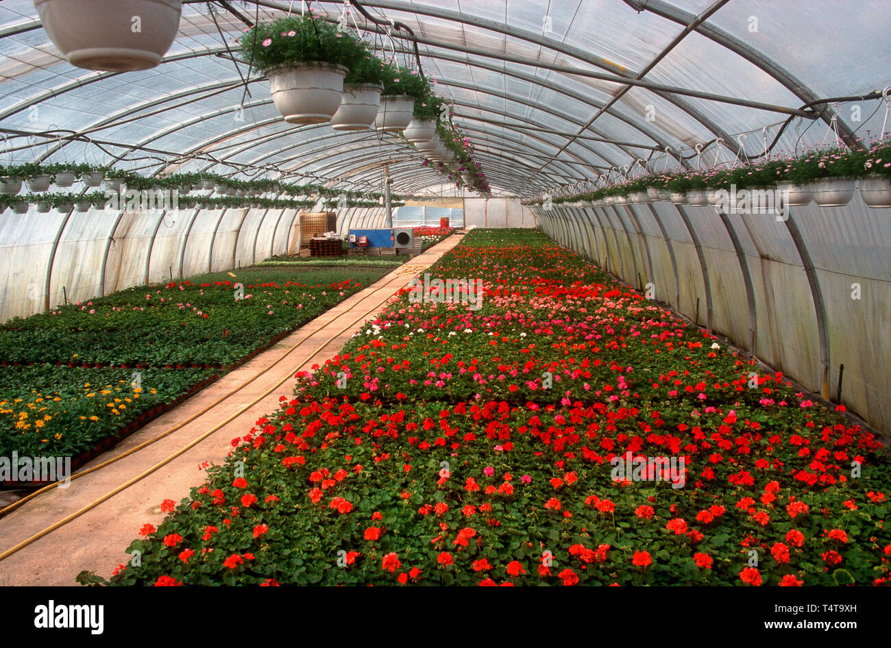 Interior of a greenhouse Stock Photo - Alamy