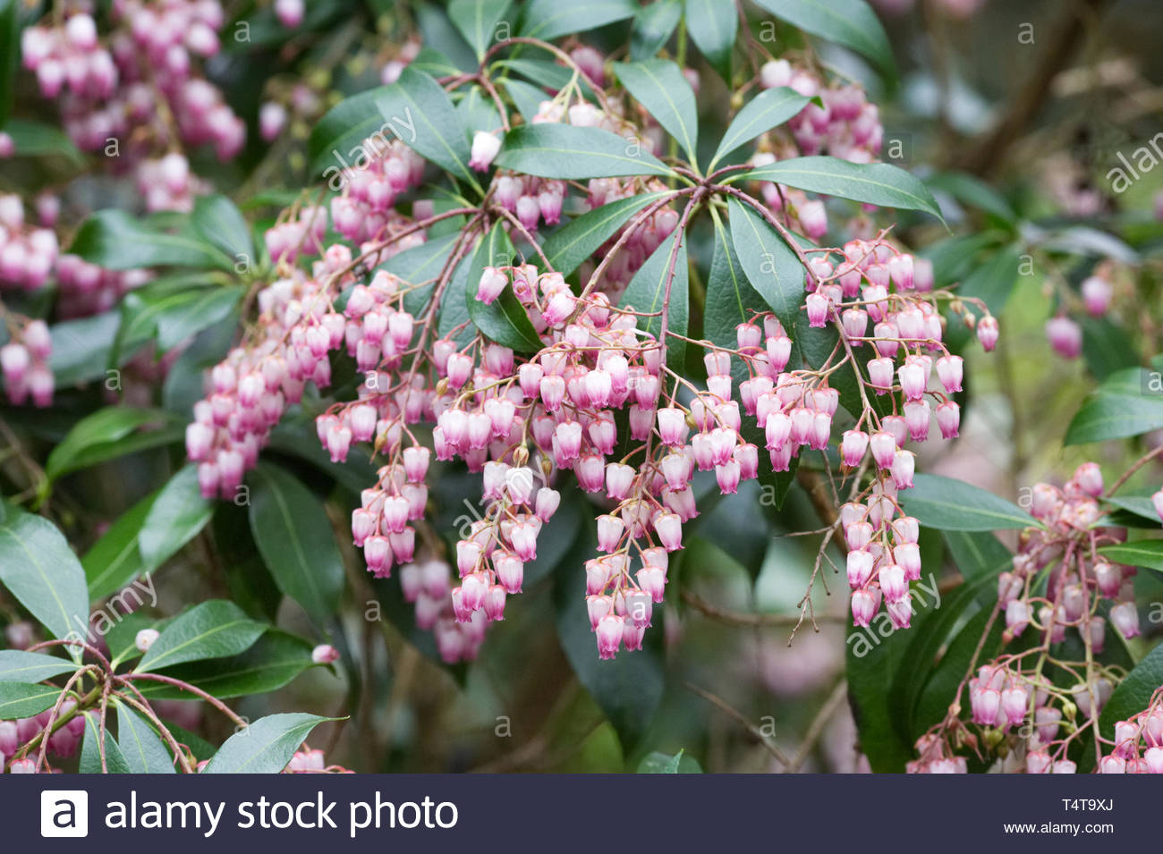 Flora Wonder Blog Rejuvenation