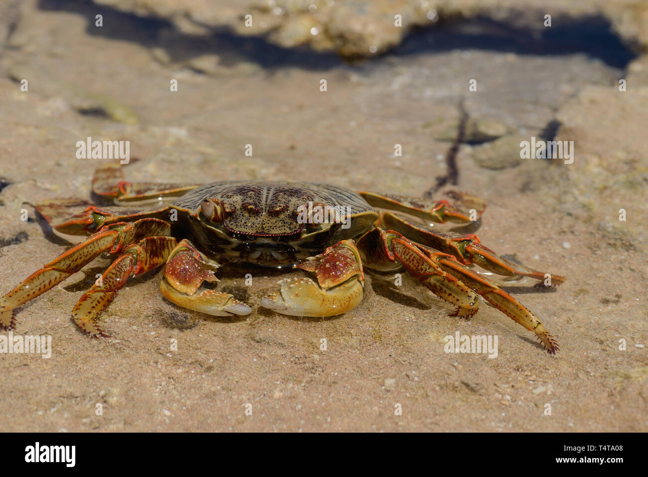 Red crab. Red sea. Egypt. close up. Top view. Stock Photo