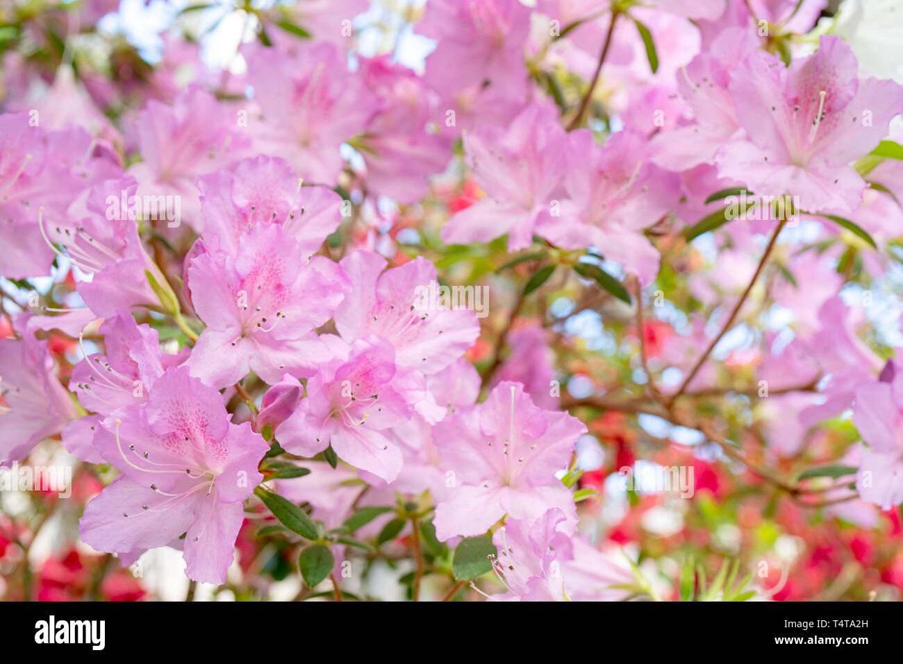 Blooming pink rhododendron (azalea), close-up, selective focus, copy space. Stock Photo